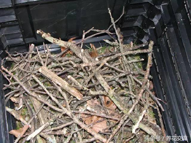 种花土怎么堆肥,养花旧土怎么不花钱处理成营养土