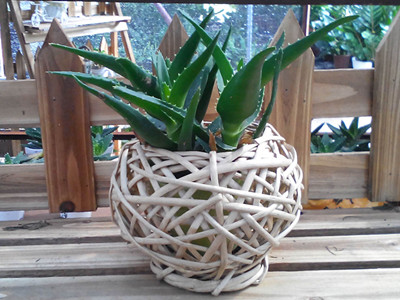 芦荟剪下来的头几天可以生根浇水,芦荟盆栽怎么养多久浇水一次