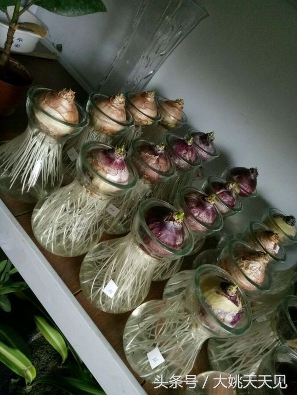 看完这些再决定要不要养猫吧,学会这几招还怕风信子养不活