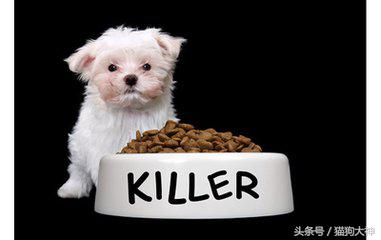 狗粮怎么选多款狗粮测评来袭,哪种牌子的狗粮又便宜质量又好