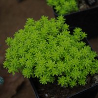 旋叶姬星美人图片,旋叶姬星美人繁殖