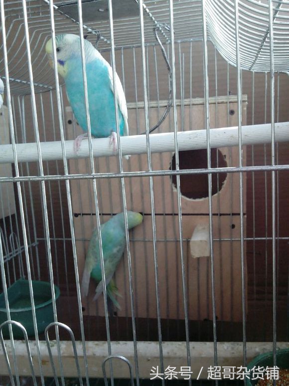 鹦鹉入门基础知识大全书,鹦鹉新手入门技巧教程