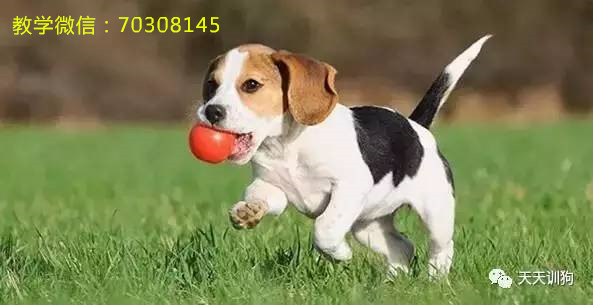 宠物狗去哪里买比较靠谱,宠物狗到哪里买最便宜