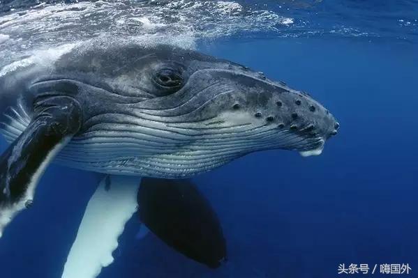 盘点在加拿大赚外快的“旁门左道”