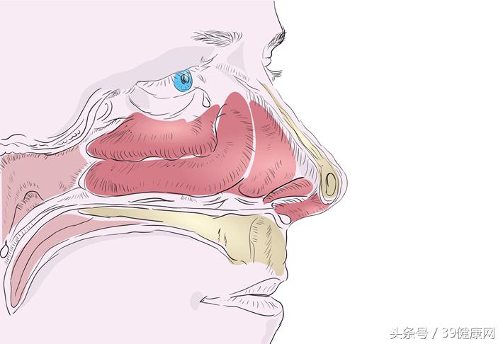鼻炎鼻子按下去不会快速回弹,人的鼻腔脆弱