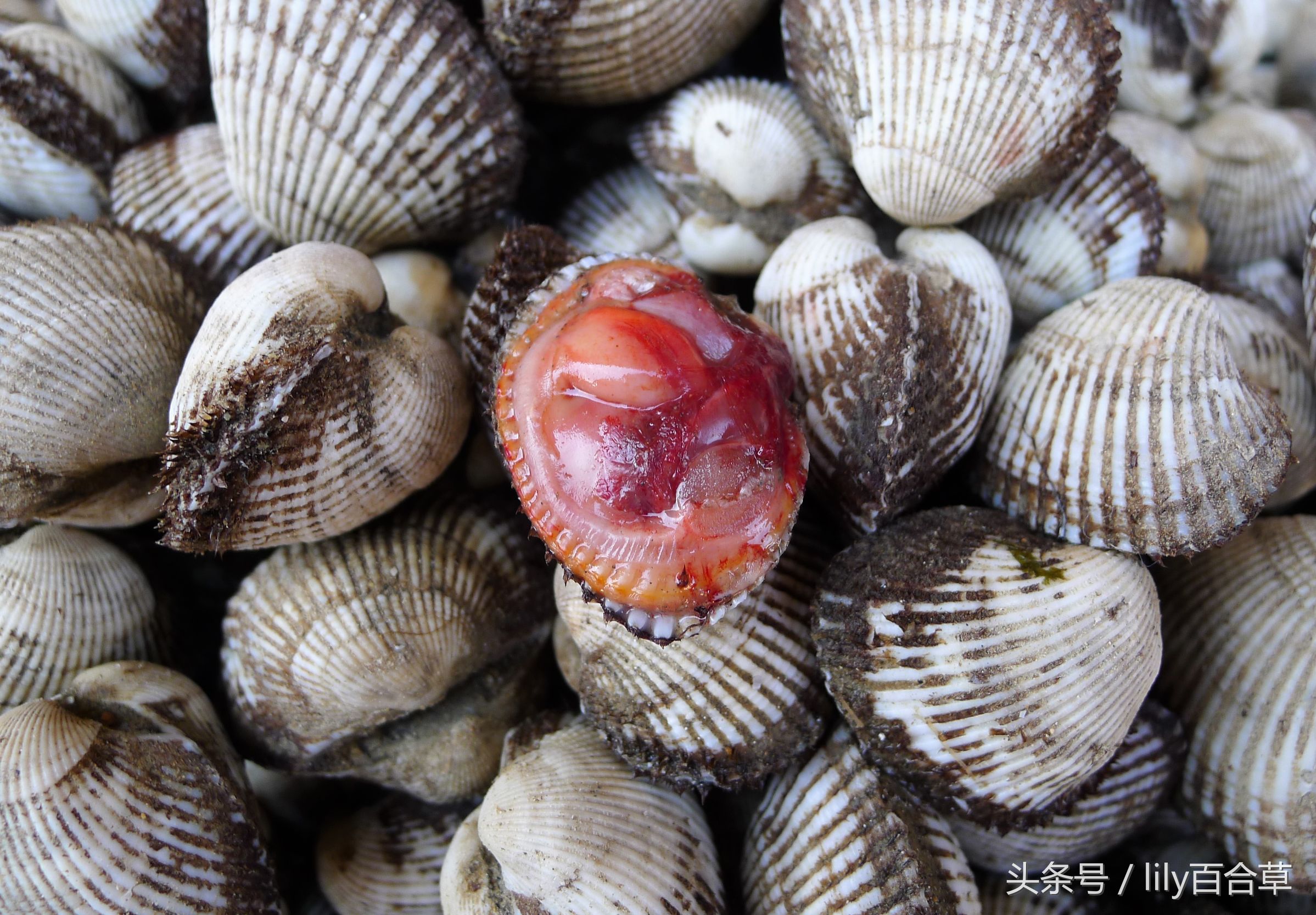 哪些海鲜可以带回家,回家路上可以带海鲜吗