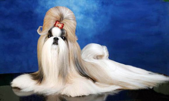 普遍的狗狗品种大全及图片,所有狗狗品种集合大全