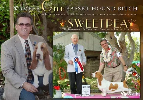 德牧登顶！BIS视频！世界第一犬展2017西敏寺赛果总汇