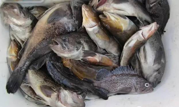 秦皇岛海鲜吃到爽,秦皇岛海港区吃海鲜靠谱便宜