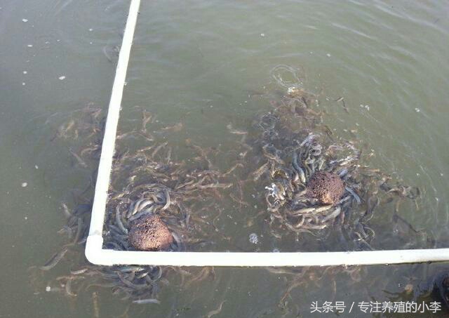 最便宜泥鳅苗,泥鳅的骗局揭秘视频