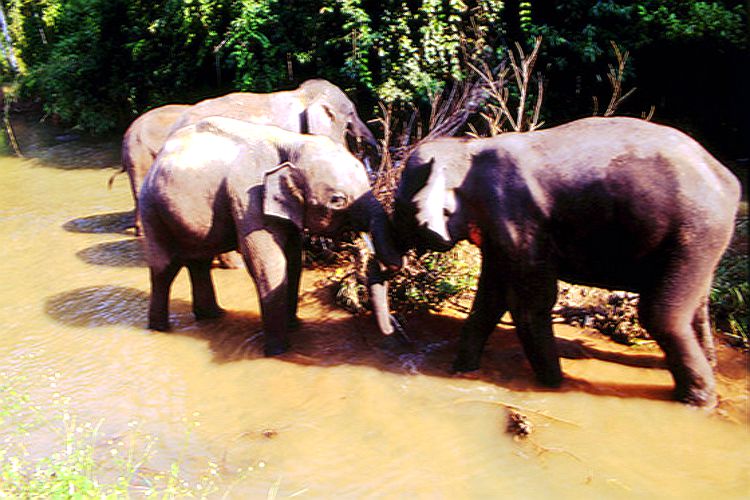 行走西双版纳旅行社,行走西双版纳合集