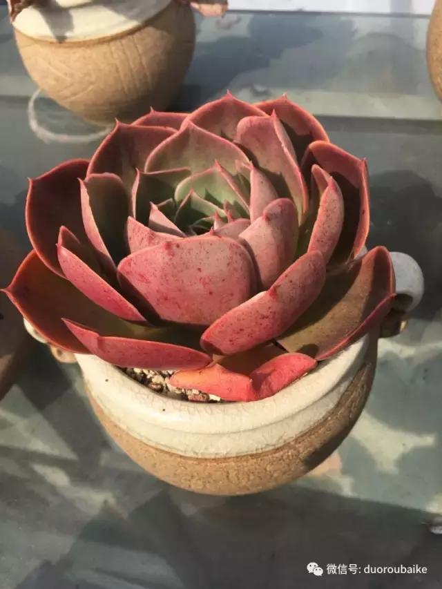 多肉是黯淡生活里的良药,多肉是解决烦恼和疲惫的良药