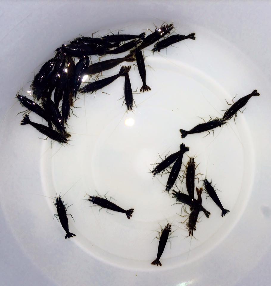 家庭养虾有成功的吗,家庭养观赏虾视频