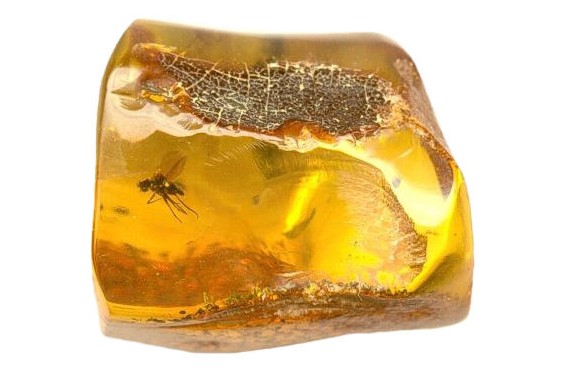 琥珀蜜蜡的形成过程图解,琥珀蜜蜡的形成过程让人感叹