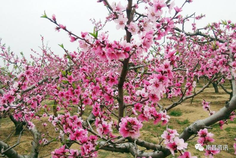 南昌出发最便宜的飞机票,南昌出发到哪里的机票最便宜