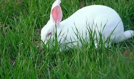 2024年一号文件养殖业,养殖业最新政策通知