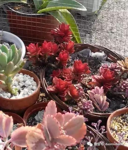 青苔覆盖多肉,青苔和多肉和平共处