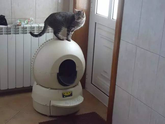 粗大事啦！铲屎界变天啦！