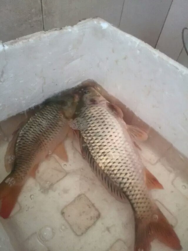 9月份鲤鱼的最好钓法,现在这个季节鲤鱼怎么钓