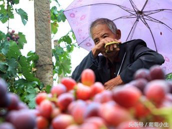 葡萄的种植条件是什么,葡萄种植辛苦吗