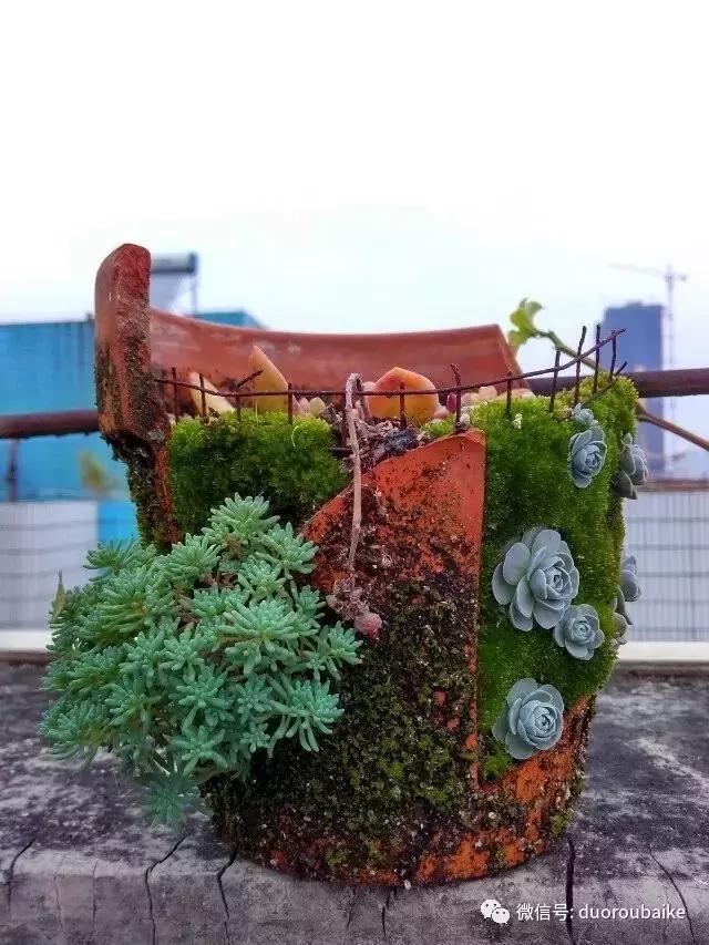 甯﹂潚鑻旂殑澶氳倝,澶氳倝闈掕嫈鍩瑰吇