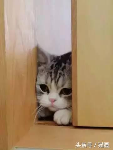 养猫的过程中猫容易得哪些病,养猫的人容易得哪些病