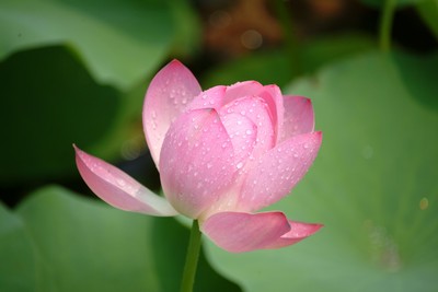 咽痛咳嗽吃消炎药没用,喉咙发炎医生让我管住嘴