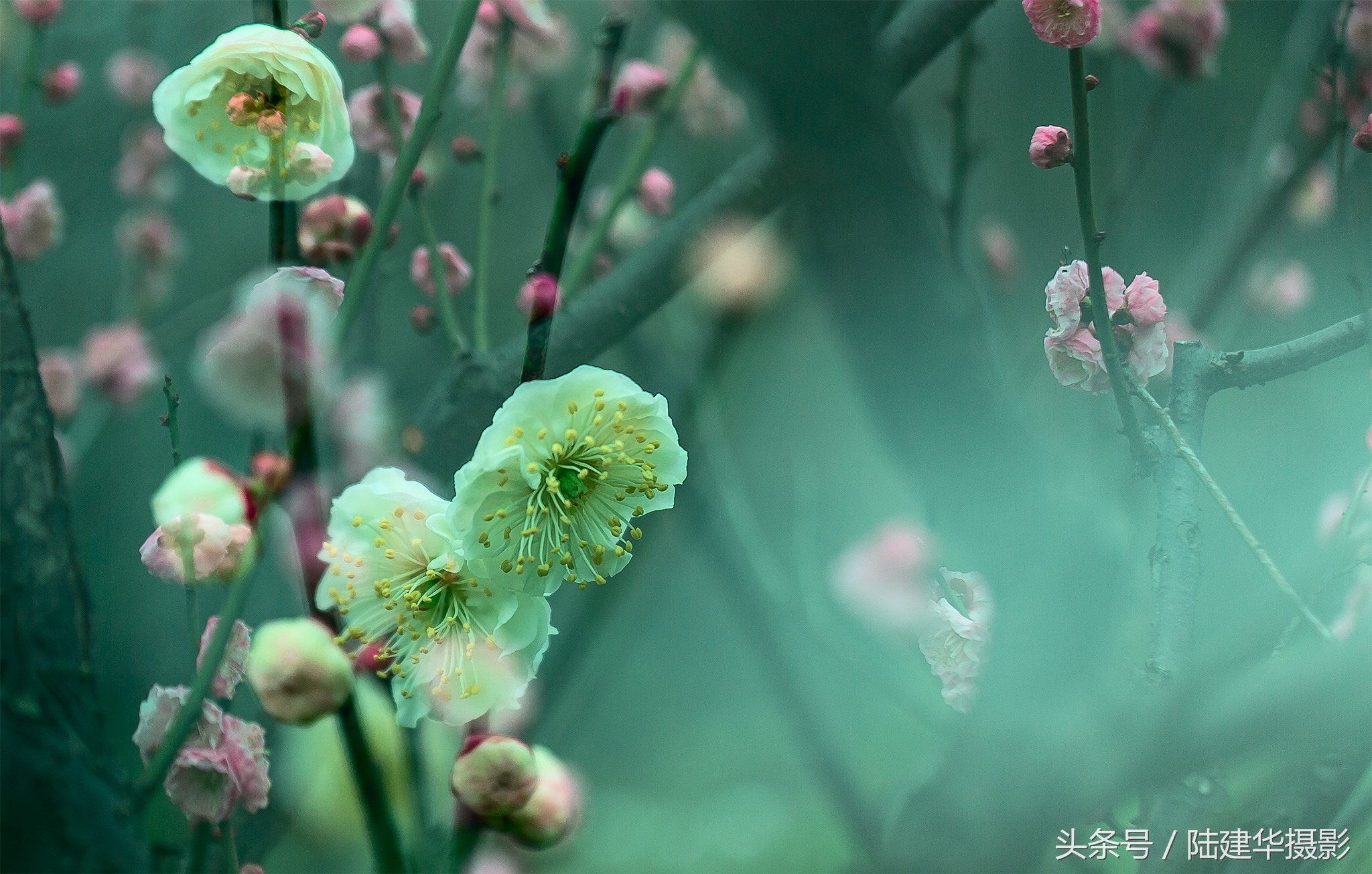 无锡梅园，春风十里不如你