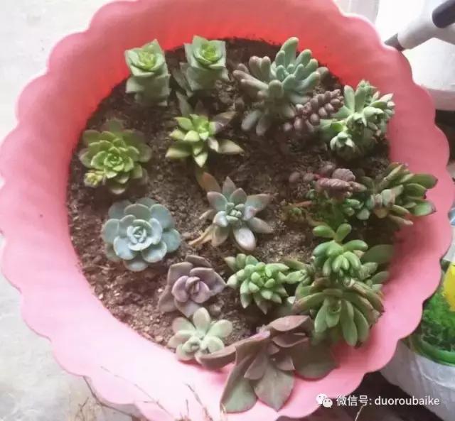 雪地里妈妈种的漂亮多肉,女儿种的多肉