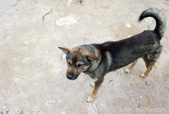 中华田园犬与东北笨狗一样吗,福建正宗中华田园犬