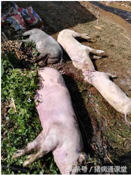 猪是怎样得猪肺疫的,什么阶段的猪易感染猪肺疫