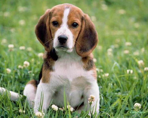 普遍的狗狗品种大全及图片,所有狗狗品种集合大全