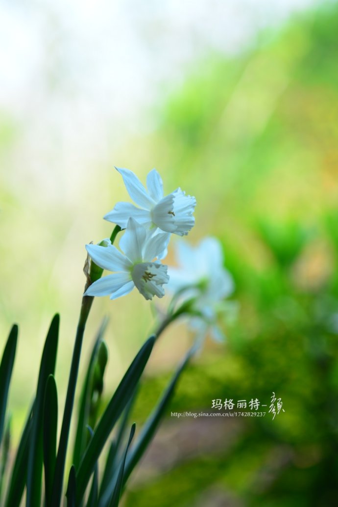 水仙花卉美图,植物水仙子图片