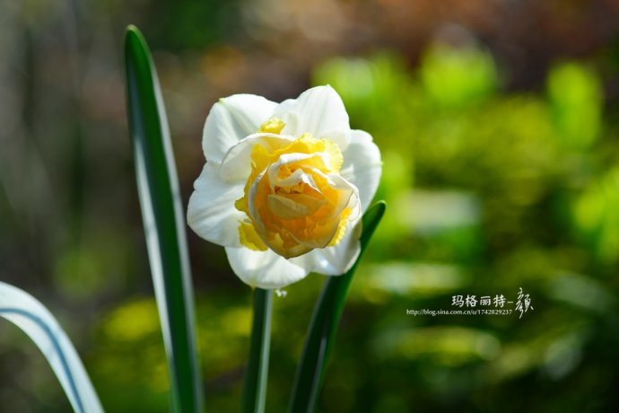 水仙花卉美图,植物水仙子图片