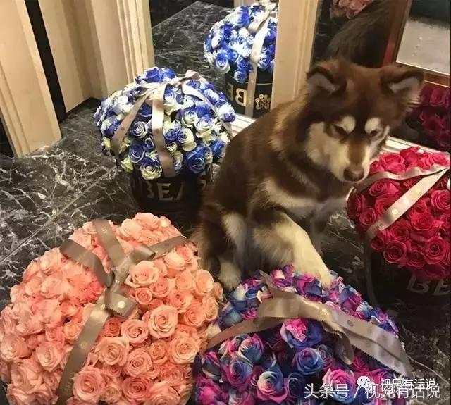 明星情人节礼物,明星情人节礼物一览表