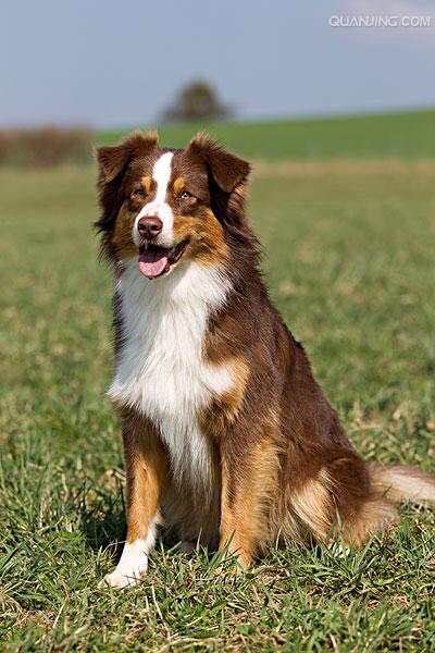 普遍的狗狗品种大全及图片,所有狗狗品种集合大全