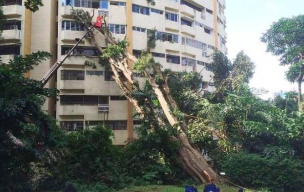 又倒了！那些年新加坡倒掉的大树，和它伤过的人