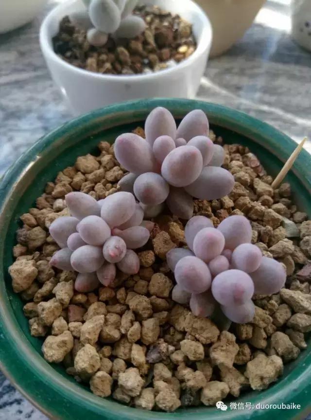 春天的多肉带给枯木新的生机，于是它们相爱了！