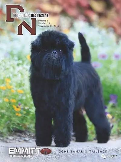 德牧登顶！BIS视频！世界第一犬展2017西敏寺赛果总汇