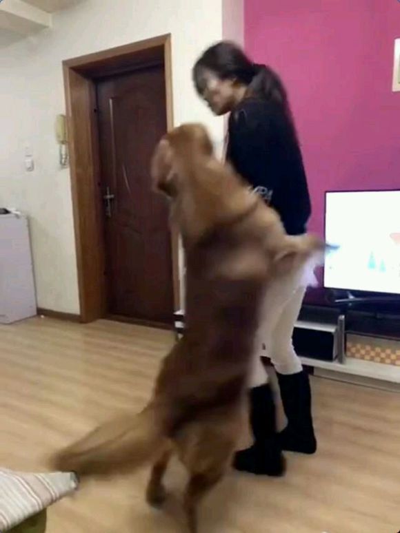 金毛狗狗做了错事，被女主人训急了眼，直接把女主人扑倒在沙发上