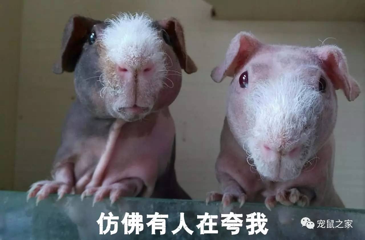 荷兰猪卖肉视频,又黑又大的荷兰猪