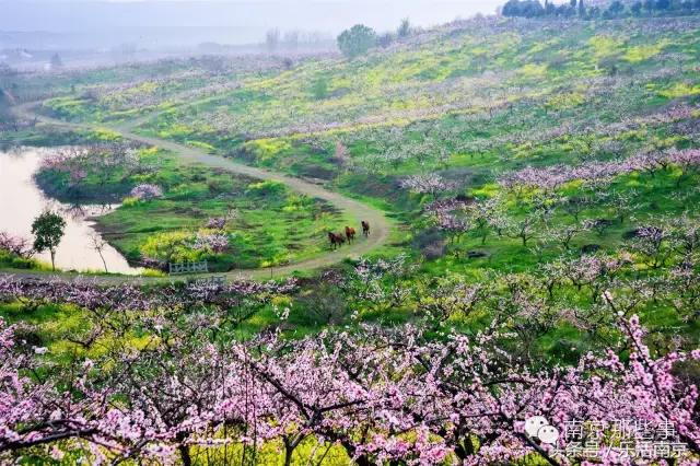 南京踏青赏梅乐享春光,赏梅园