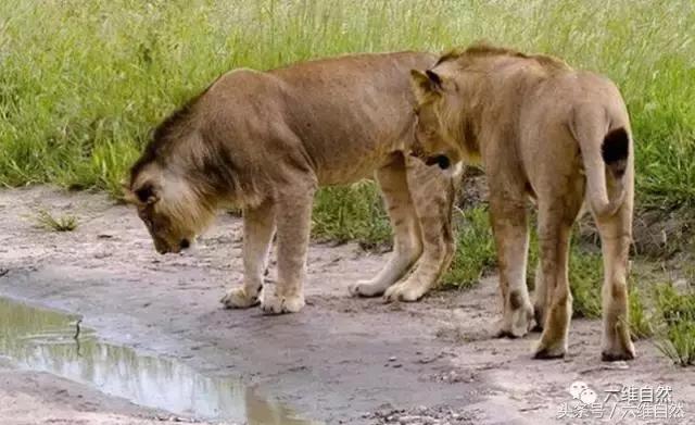 刚出壳小眼镜蛇的毒致命吗,刚破壳而出的小眼镜蛇