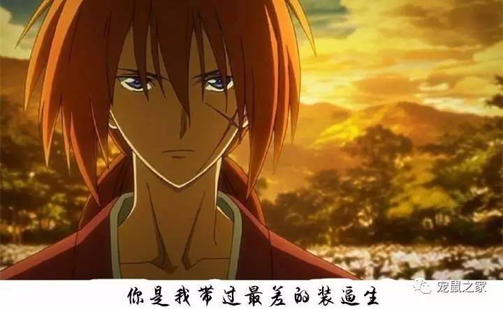 荷兰猪卖肉视频,又黑又大的荷兰猪