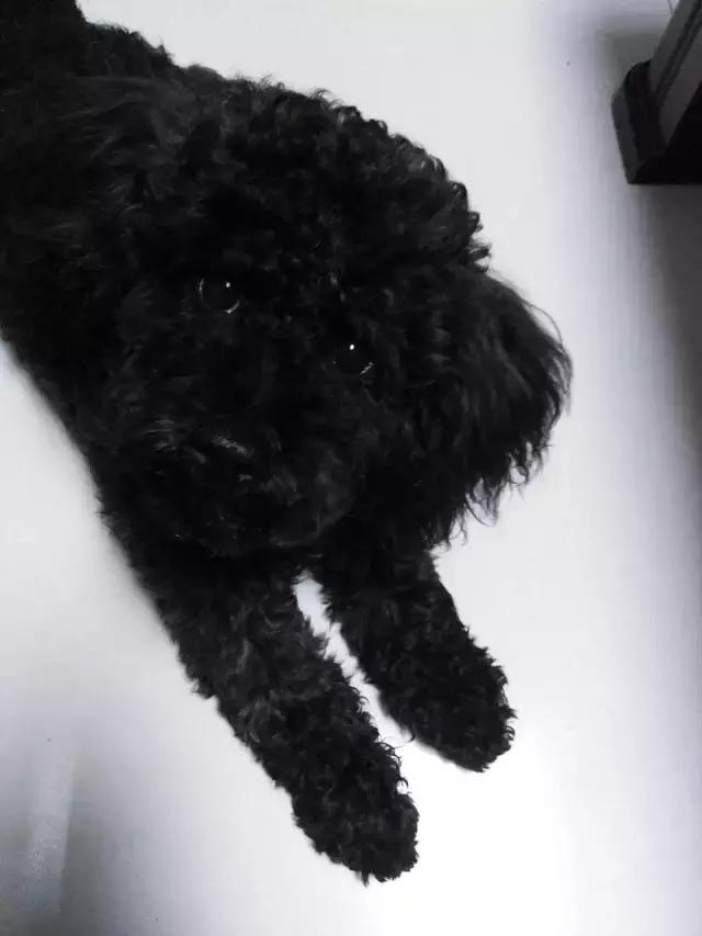 长沙宠物蜥蜴品种有哪些,别人家养的宠物蜥蜴食肉动物