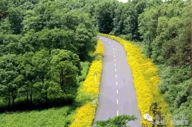 南京踏青赏梅乐享春光,赏梅园