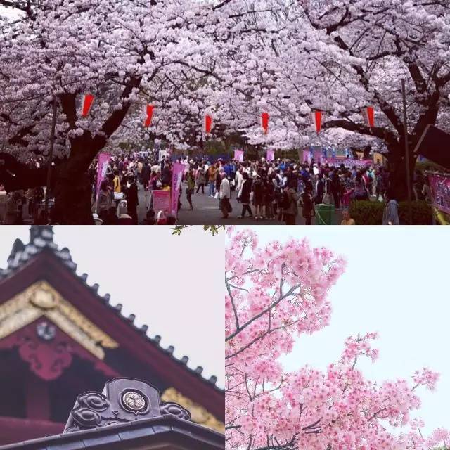 樱花短途旅行包大容量,樱花三月去踏青加长版