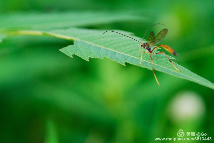 微距镜头下的昆虫视角,微距下的昆虫摄影