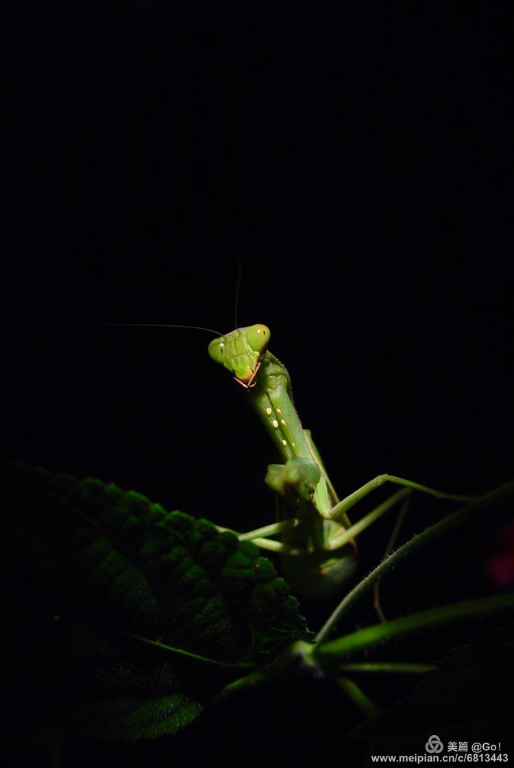 微距镜头下的昆虫视角,微距下的昆虫摄影