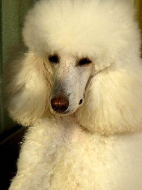 普遍的狗狗品种大全及图片,所有狗狗品种集合大全